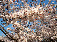 週記　2012/04/01-2012/04/07 ブログは等身大がいいらしい